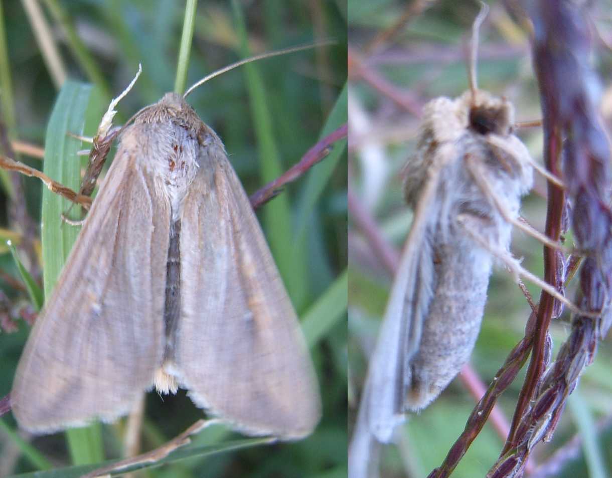 farfalla e falena da identificare